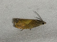 Dichrorampha bittana