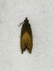 Dichrorampha bittana