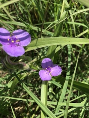 Tradescantia bracteata