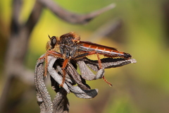 Stenopogon californiae