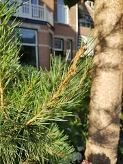 Acantholyda hieroglyphica