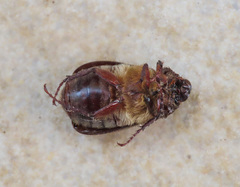Aplidia etrusca