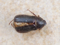 Aplidia etrusca