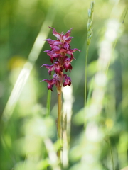Anacamptis coriophora carpetana