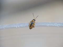 Aphthona