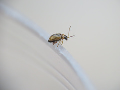 Aphthona