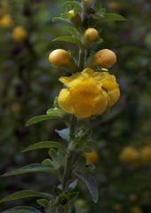 Dasistoma macrophylla