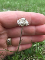 Antennaria neglecta