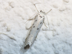 Ethmia terminella