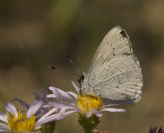 Satyrium sylvinus
