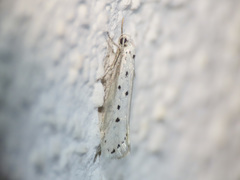Ethmia terminella