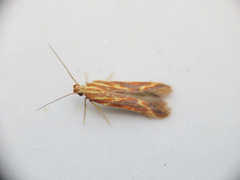 Metzneria aprilella