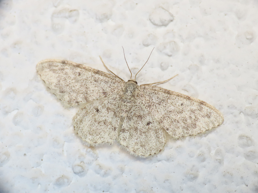Idaea typicata