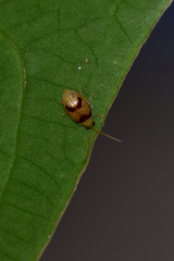 Monolepta bifasciata