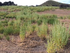Malacothamnus aboriginum
