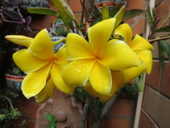 Plumeria rubra