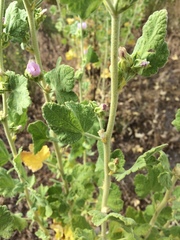 Malacothamnus aboriginum