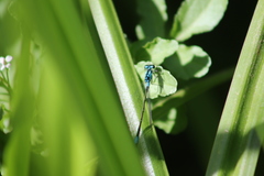 Zoniagrion exclamationis