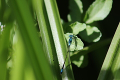 Zoniagrion exclamationis