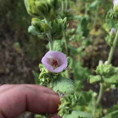 Malacothamnus aboriginum