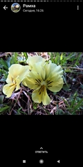 Viola altaica