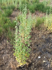 Malacothamnus aboriginum