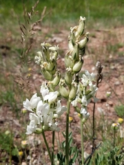 Oxytropis sericea