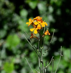 Erysimum capitatum capitatum