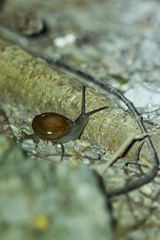 Macrochlamys nitidissima