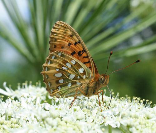 Dark Green Fritillary photo 5