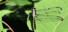 Libellula axilena