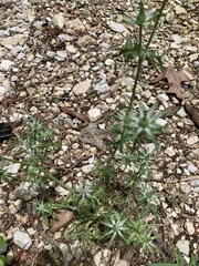 Eryngium hookeri