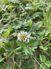 Trifolium repens