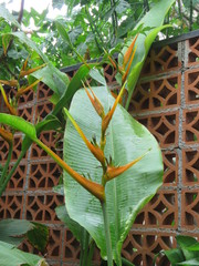 Heliconia latispatha