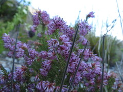 Erica labialis