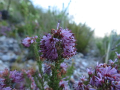 Erica labialis