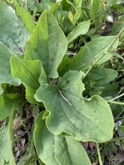 Plantago major
