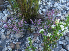Erica labialis
