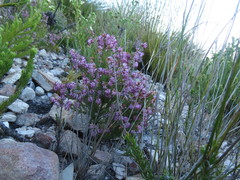 Erica labialis