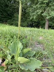 Plantago major