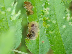 Stigmella sorbi