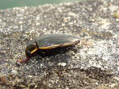 Dytiscus semisulcatus