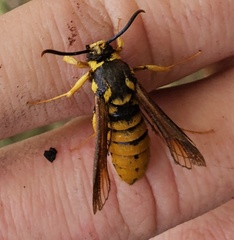 Paranthrene simulans