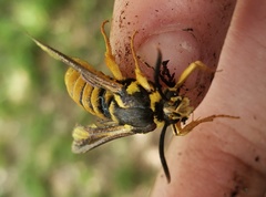 Paranthrene simulans