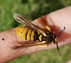 Paranthrene simulans