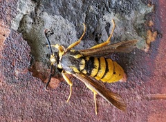 Paranthrene simulans