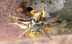 Paranthrene simulans