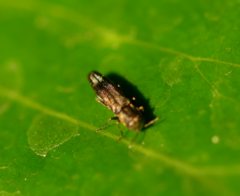 Agrilus derasofasciatus