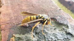 Paranthrene simulans