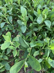 Polygonum aviculare